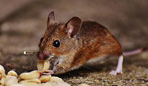 24 Hour & Emergency Exterminators in Vashti, NC
